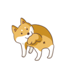 Three colors shiba inu（個別スタンプ：10）