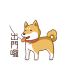 Three colors shiba inu（個別スタンプ：11）