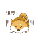 Three colors shiba inu（個別スタンプ：12）