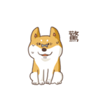 Three colors shiba inu（個別スタンプ：13）