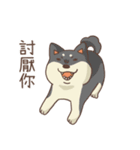 Three colors shiba inu（個別スタンプ：14）