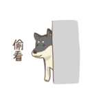 Three colors shiba inu（個別スタンプ：16）