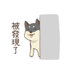 Three colors shiba inu（個別スタンプ：17）