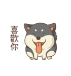 Three colors shiba inu（個別スタンプ：18）