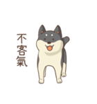 Three colors shiba inu（個別スタンプ：24）