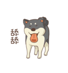 Three colors shiba inu（個別スタンプ：26）