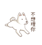 Three colors shiba inu（個別スタンプ：29）