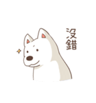 Three colors shiba inu（個別スタンプ：36）