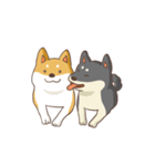 Three colors shiba inu（個別スタンプ：39）