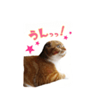 スコティッシュはるまる第4弾（個別スタンプ：5）