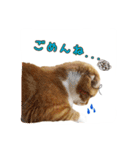 スコティッシュはるまる第4弾（個別スタンプ：14）