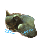 愛犬ライト君（個別スタンプ：1）