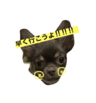 愛犬ライト君（個別スタンプ：2）