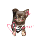 愛犬ライト君（個別スタンプ：4）