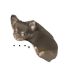 愛犬ライト君（個別スタンプ：5）