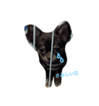 愛犬ライト君（個別スタンプ：6）