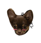 愛犬ライト君（個別スタンプ：7）