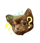 愛犬ライト君（個別スタンプ：8）