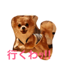 家の犬0303（個別スタンプ：1）