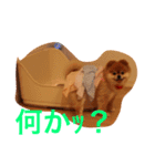 家の犬0303（個別スタンプ：2）