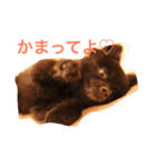 家の犬0303（個別スタンプ：3）