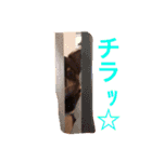 家の犬0303（個別スタンプ：5）