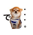 家の犬0303（個別スタンプ：7）