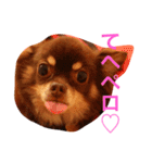 家の犬0303（個別スタンプ：8）
