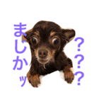 家の犬0303（個別スタンプ：9）