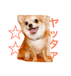 家の犬0303（個別スタンプ：11）