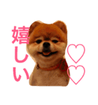 家の犬0303（個別スタンプ：12）