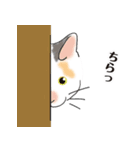 三毛猫花とモフ猫太郎（個別スタンプ：1）