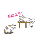 三毛猫花とモフ猫太郎（個別スタンプ：5）