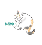 三毛猫花とモフ猫太郎（個別スタンプ：8）