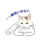 三毛猫花とモフ猫太郎（個別スタンプ：12）