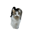 うふふねこーず（個別スタンプ：2）
