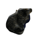 うふふねこーず（個別スタンプ：3）