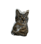 うふふねこーず（個別スタンプ：4）