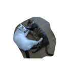 うふふねこーず（個別スタンプ：8）