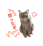 猫のマメ輔 その2（個別スタンプ：10）