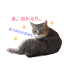 猫のマメ輔 その2（個別スタンプ：16）