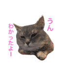 猫のマメ輔 その2（個別スタンプ：18）