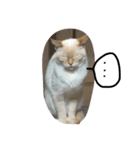 うちのしろねこちゃん（個別スタンプ：2）
