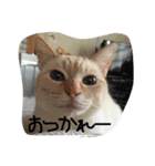 うちのしろねこちゃん（個別スタンプ：8）