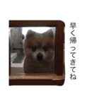 ポメラニアンのポッポ初めてのスタンプ（個別スタンプ：21）