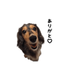 DACHS circle of friends 1（個別スタンプ：8）