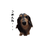 DACHS circle of friends 1（個別スタンプ：9）