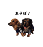 DACHS circle of friends 1（個別スタンプ：13）