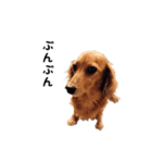 DACHS circle of friends 1（個別スタンプ：16）