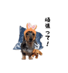 DACHS circle of friends 1（個別スタンプ：24）
